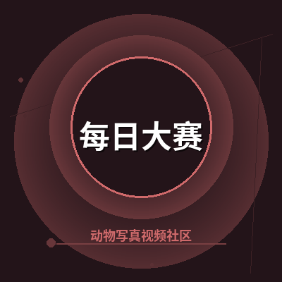 每日大赛
